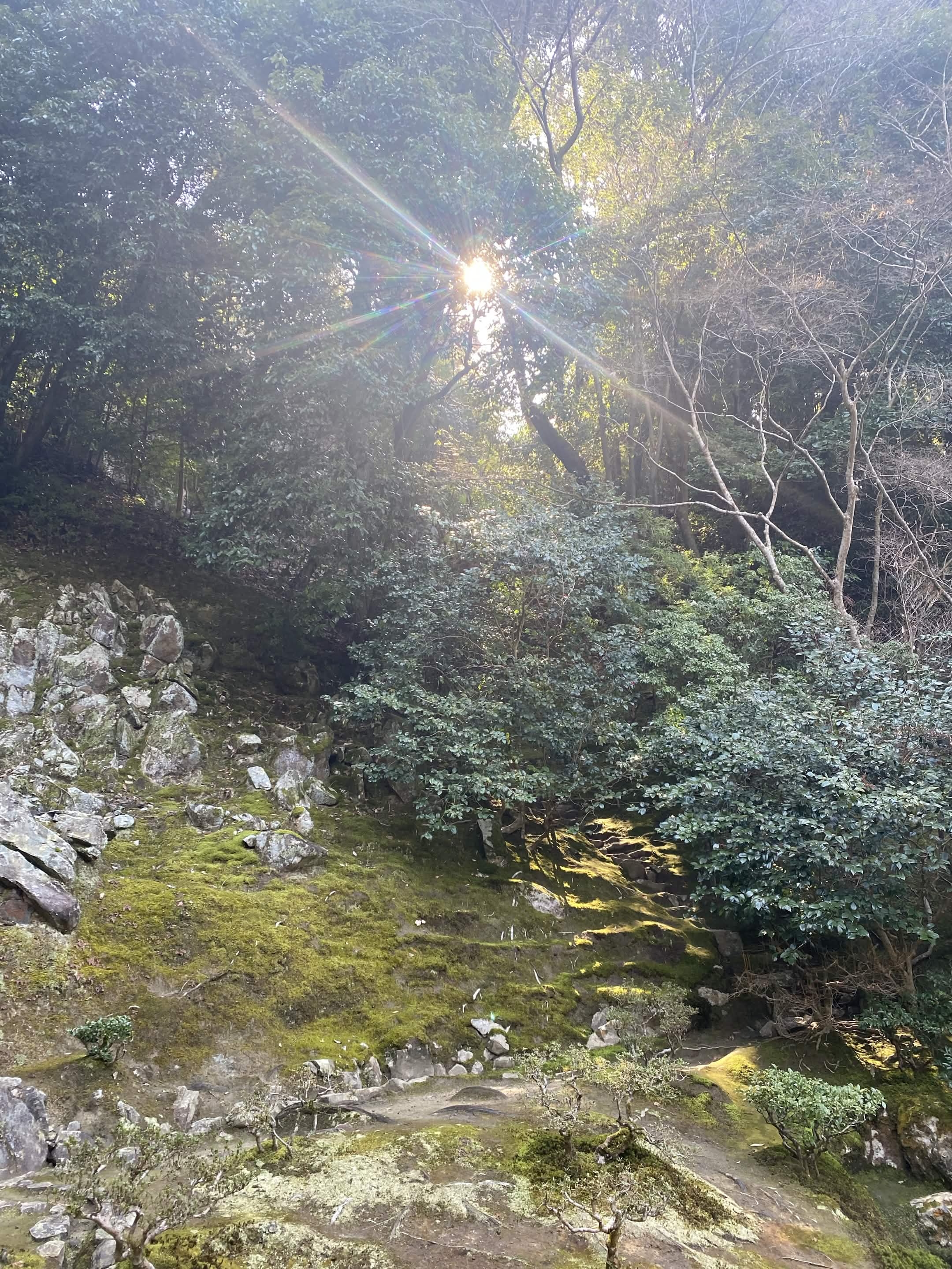 Sunlight through trees suggesting a gentle path forward in therapy