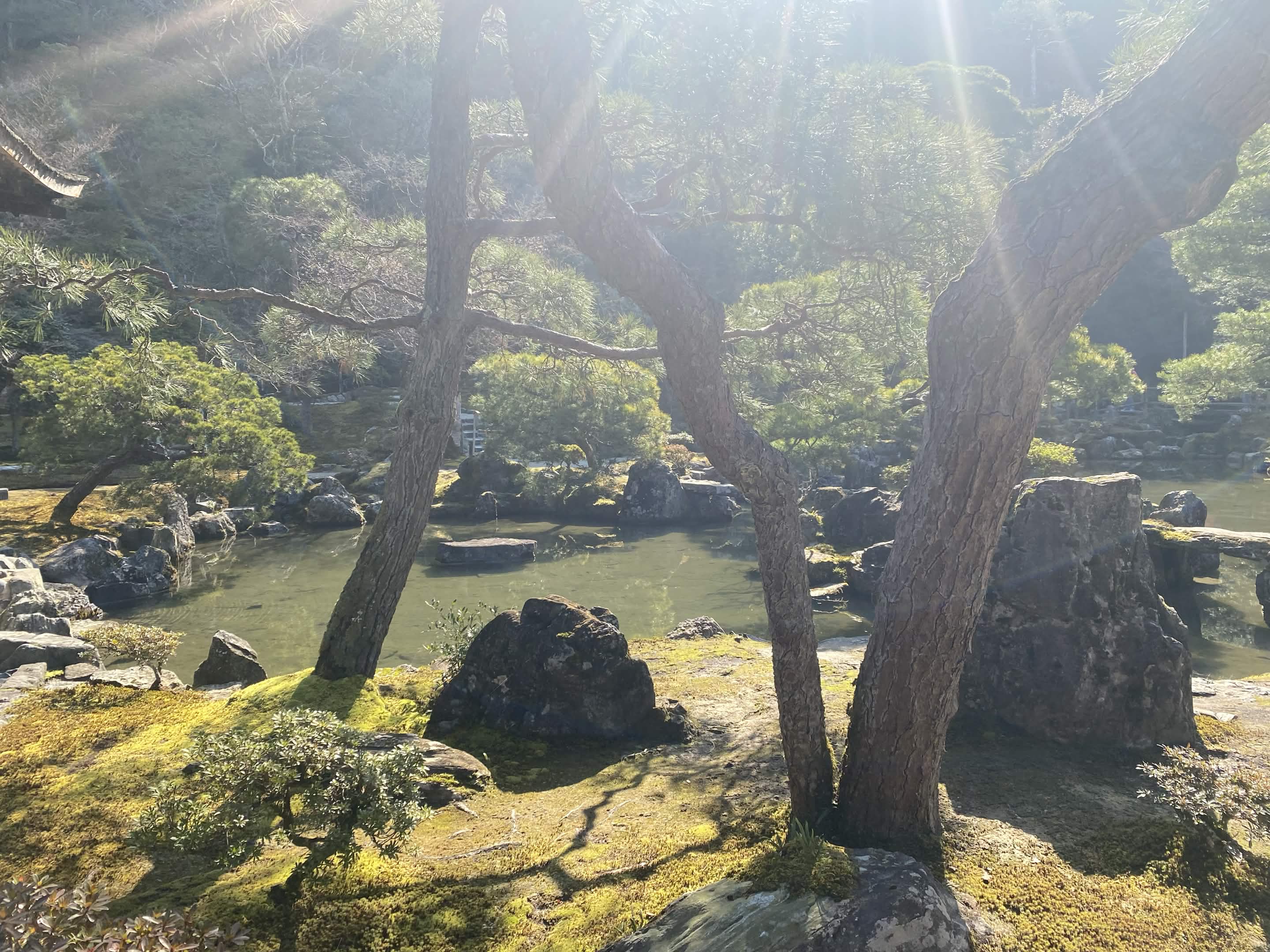 Quiet pond and trees symbolizing reflection, calm, and emotional support