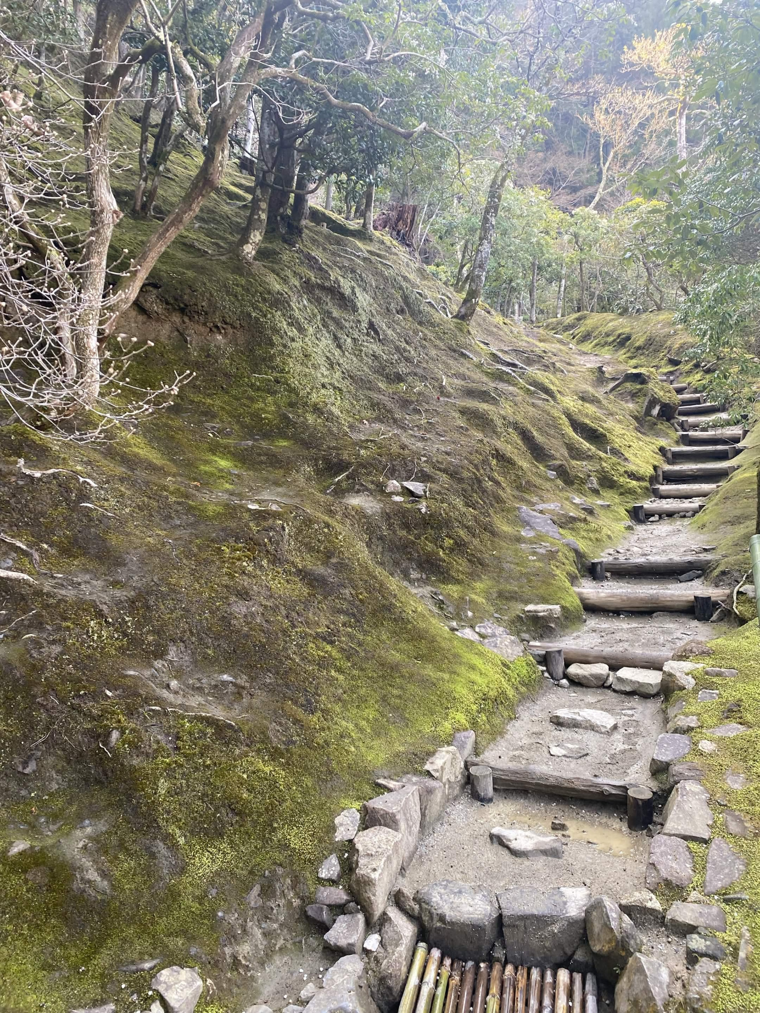 Peaceful forest steps representing a reflective path in therapy