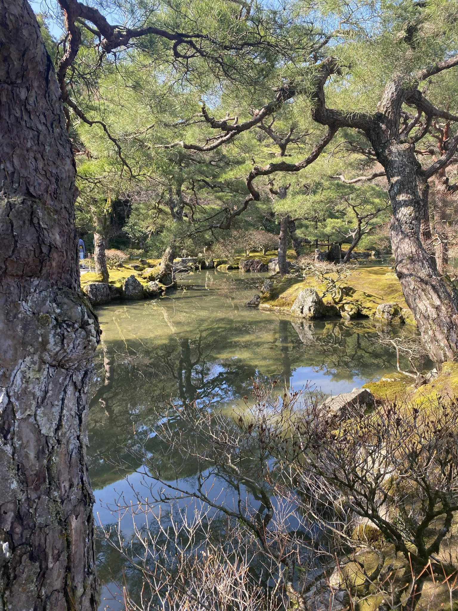 Quiet water and trees symbolizing reflection, calm, and emotional support